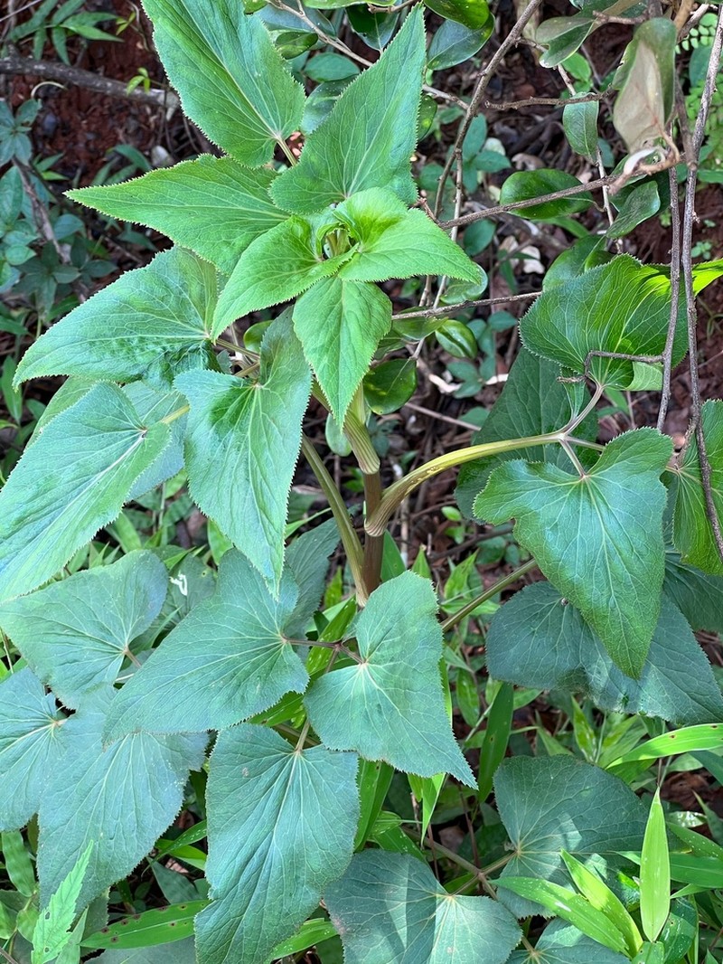 Pimpinella wallichiana photo 5
