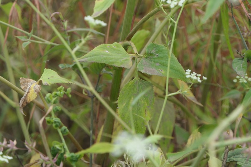 Pimpinella wallichiana photo 6