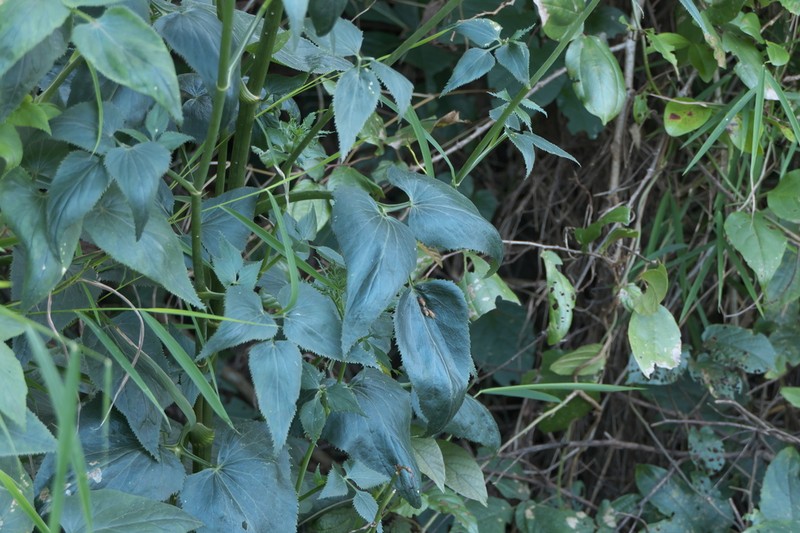 Pimpinella wallichiana photo 7
