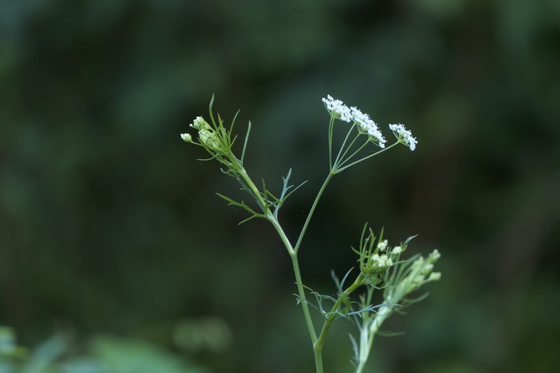 Pimpinella wallichiana photo 8