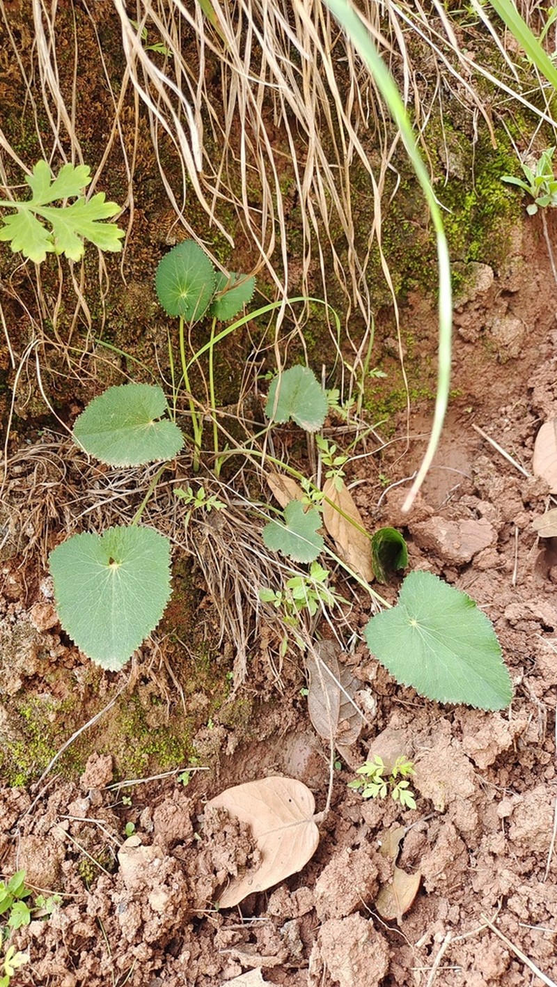 Pimpinella yunnanensis