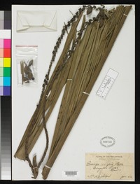 Pinang Palm