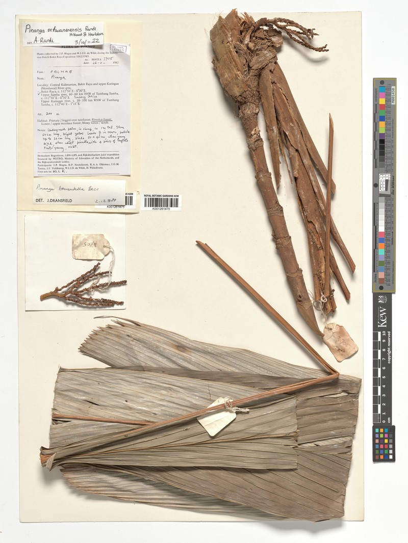 Pinanga schwanerensis