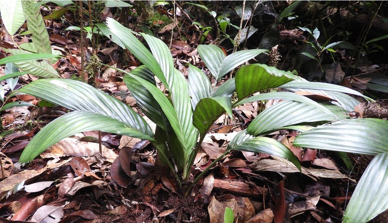 Pinanga subterranea