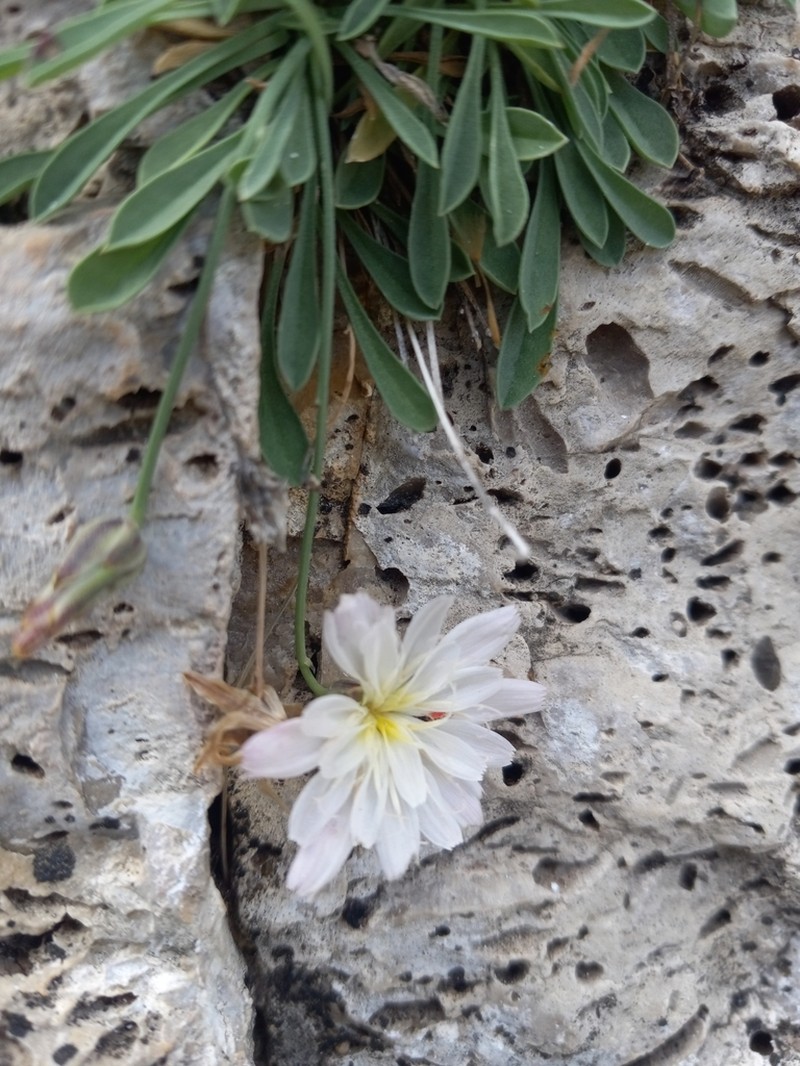 Small Rocklettuce photo 3