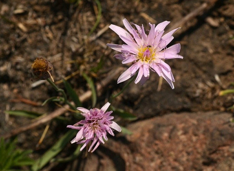 White Rocklettuce photo 5