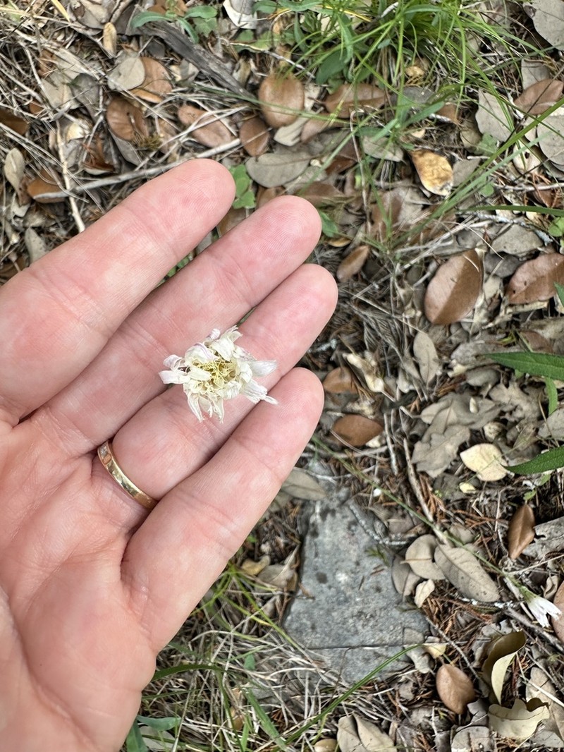 White Rocklettuce photo 6