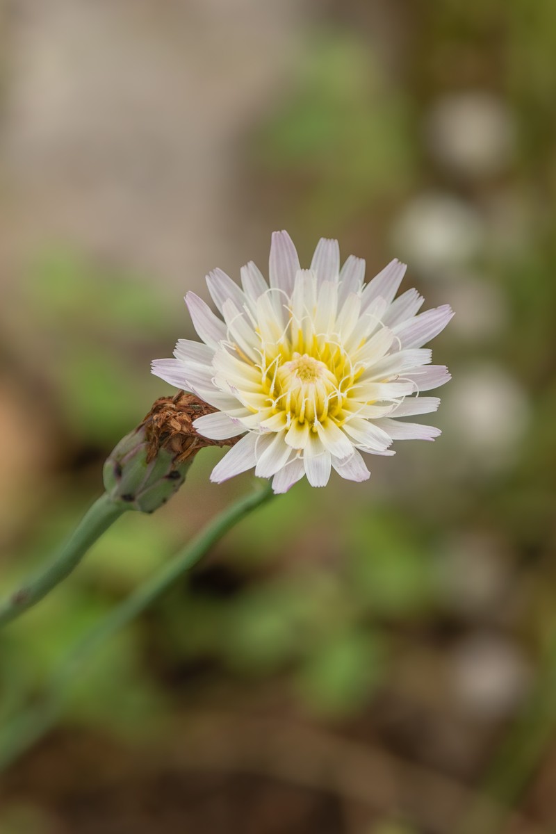Pinaropappus roseus var. roseus