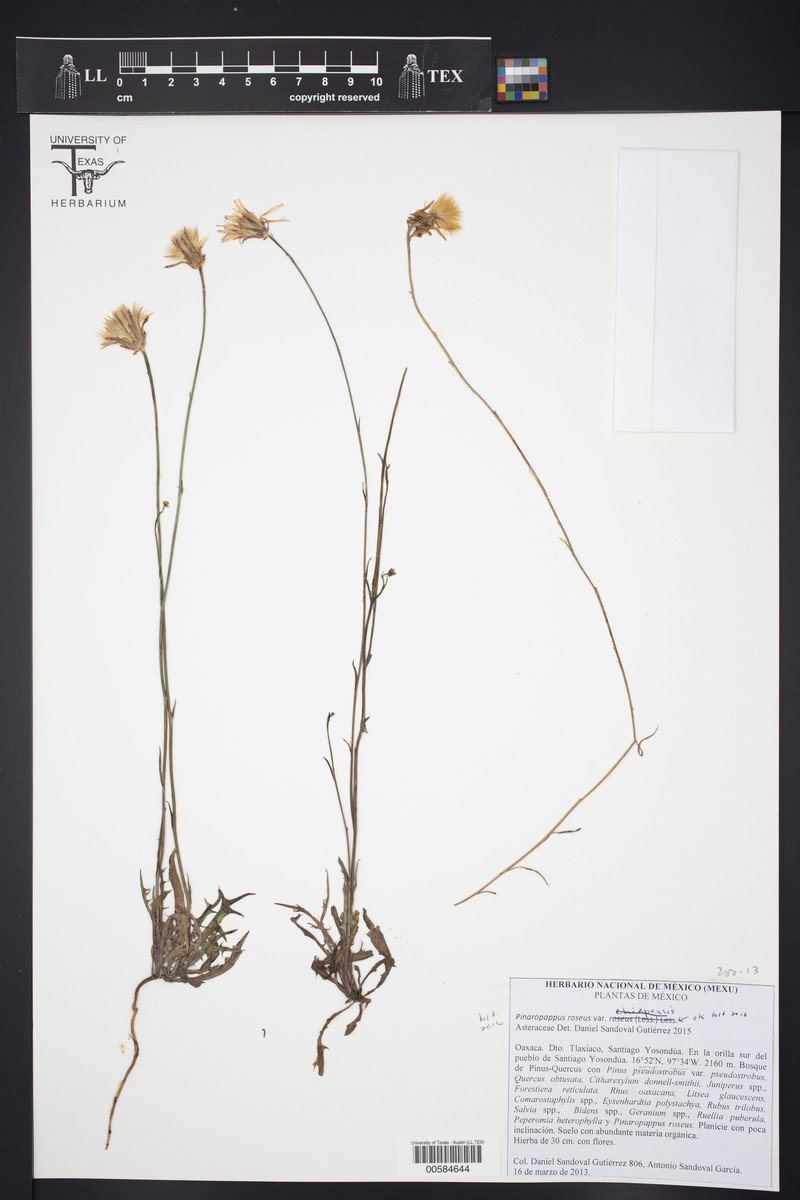 Pinaropappus roseus var. roseus photo 2