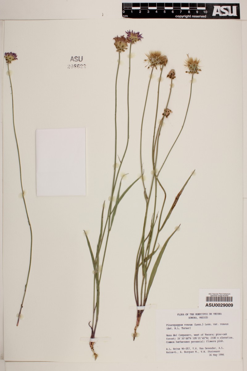 Pinaropappus roseus var. roseus photo 3