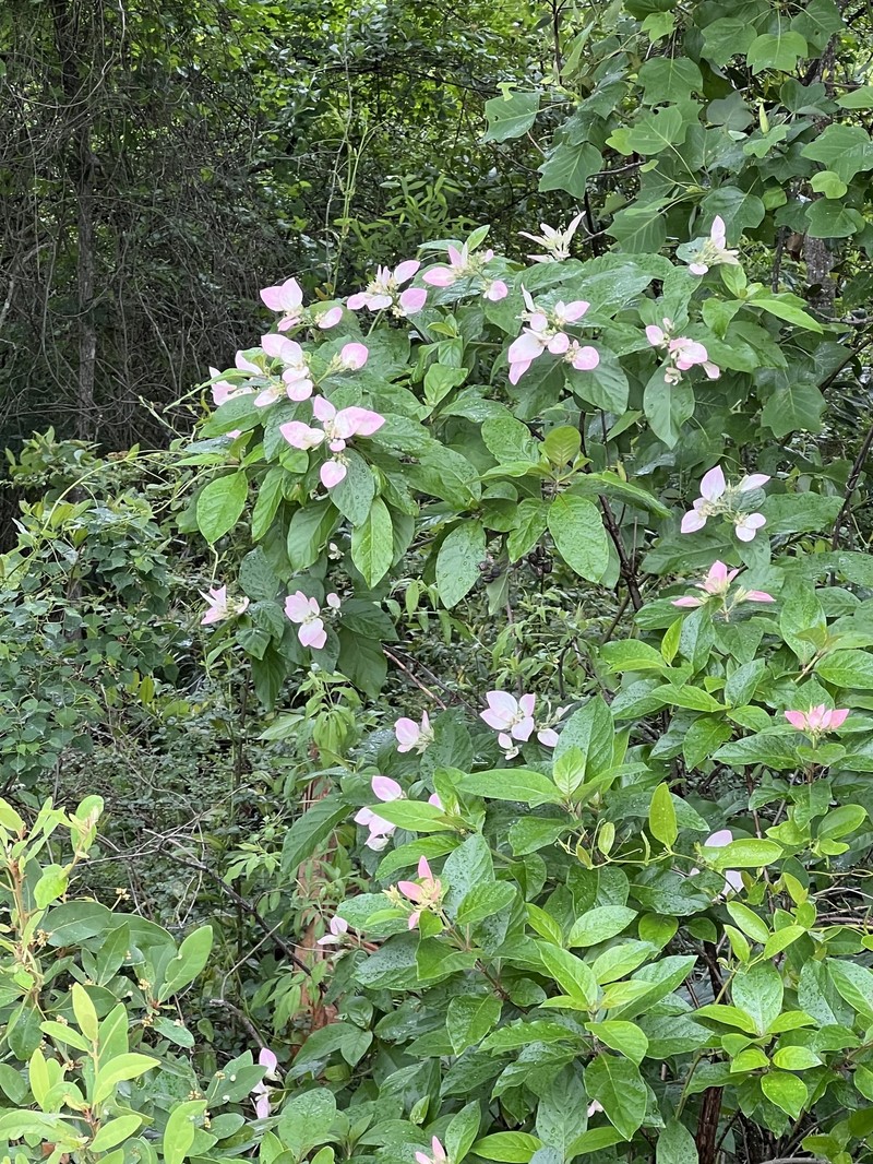 Fevertree photo 8