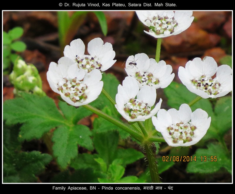 Pinda concanensis photo 4
