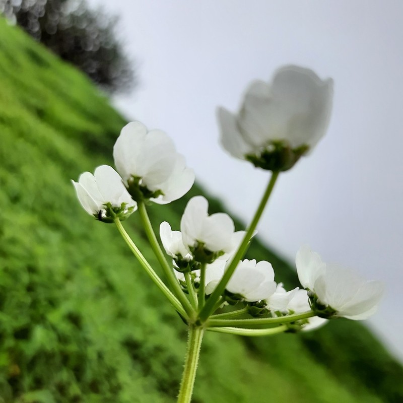Pinda concanensis photo 5