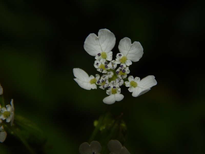 Pinda concanensis photo 6