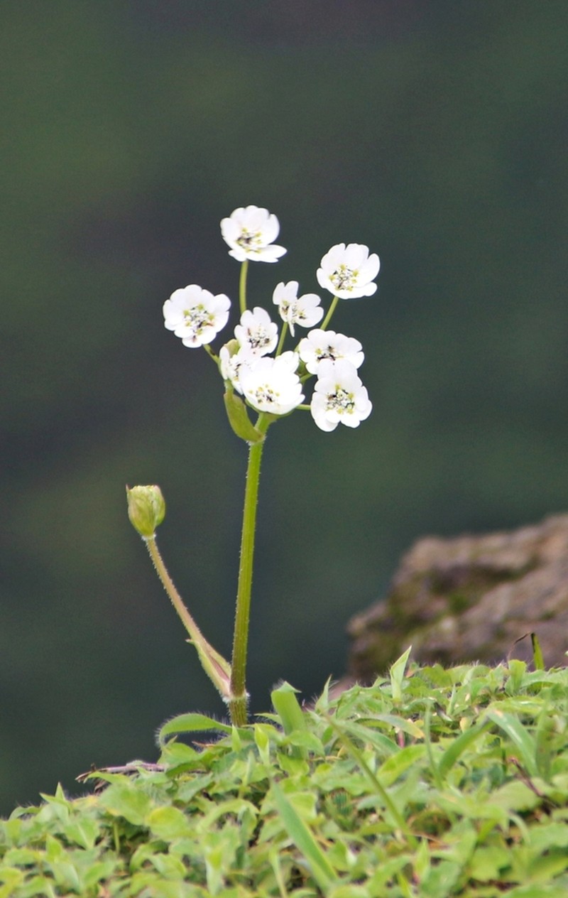 Pinda shrirangii