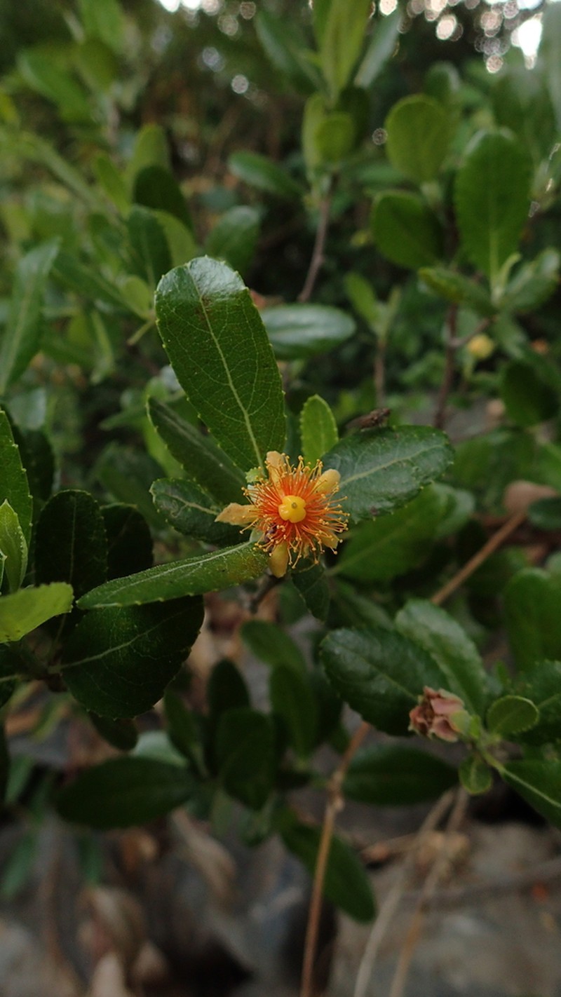 Pineda incana