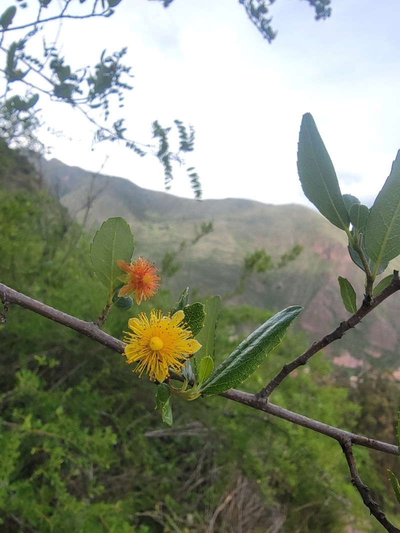 Pineda incana photo 4