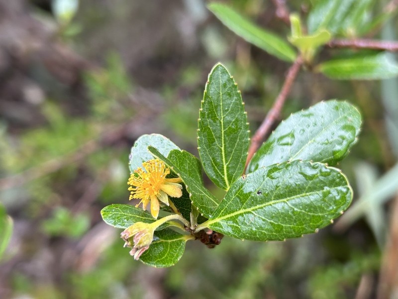 Pineda incana photo 5