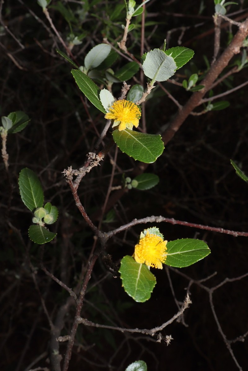 Pineda incana photo 7