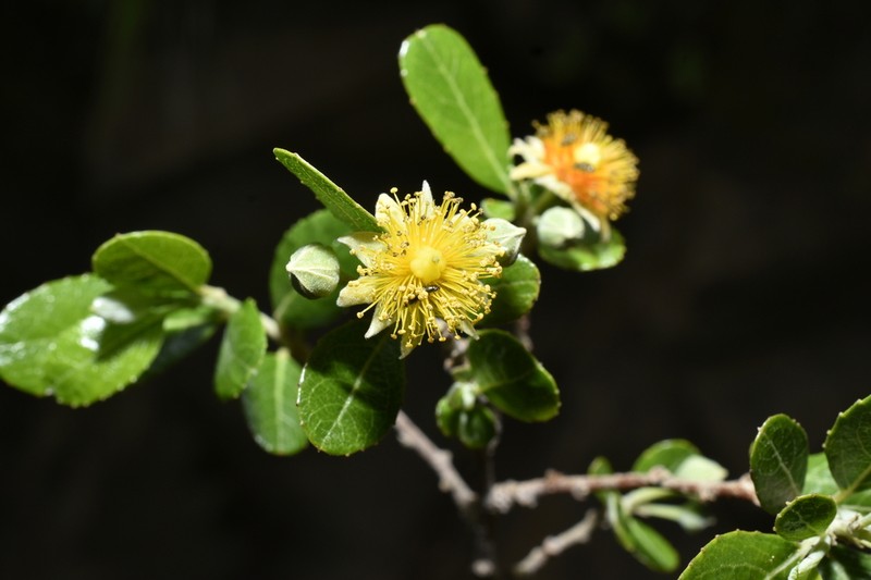 Pineda incana photo 8