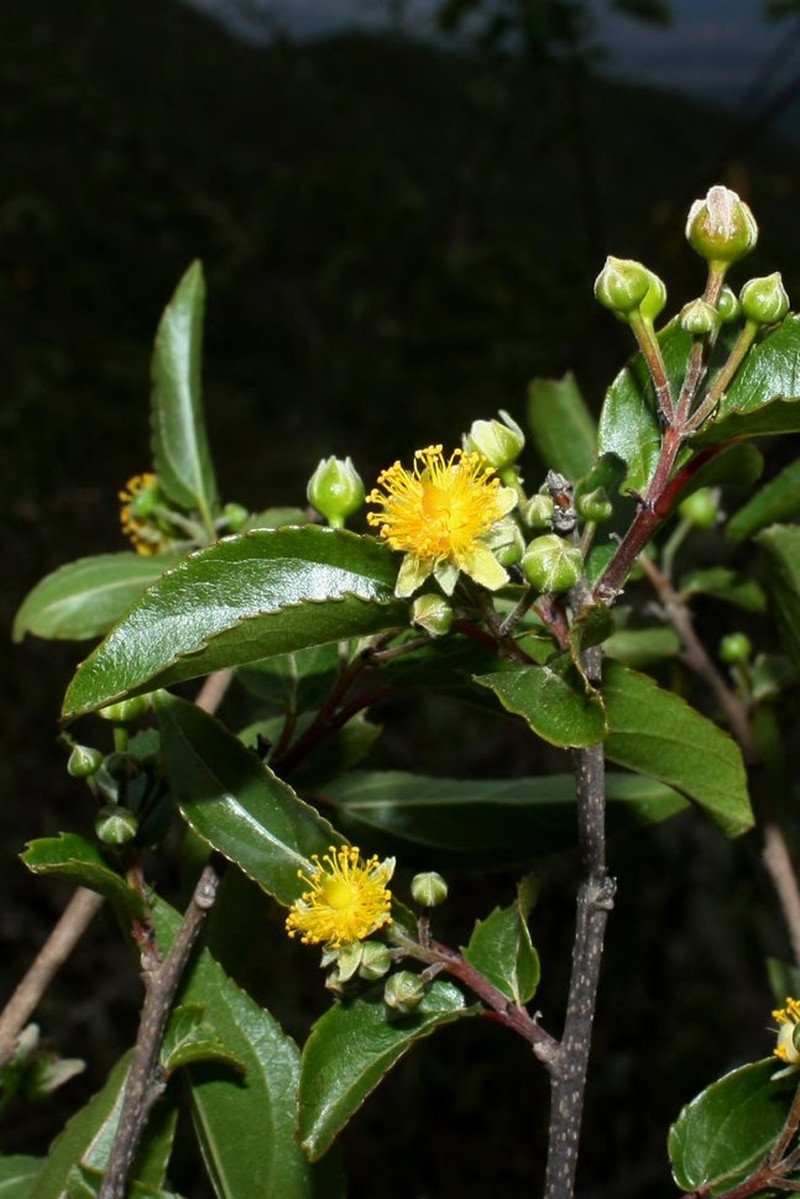 Pineda ovata photo 4