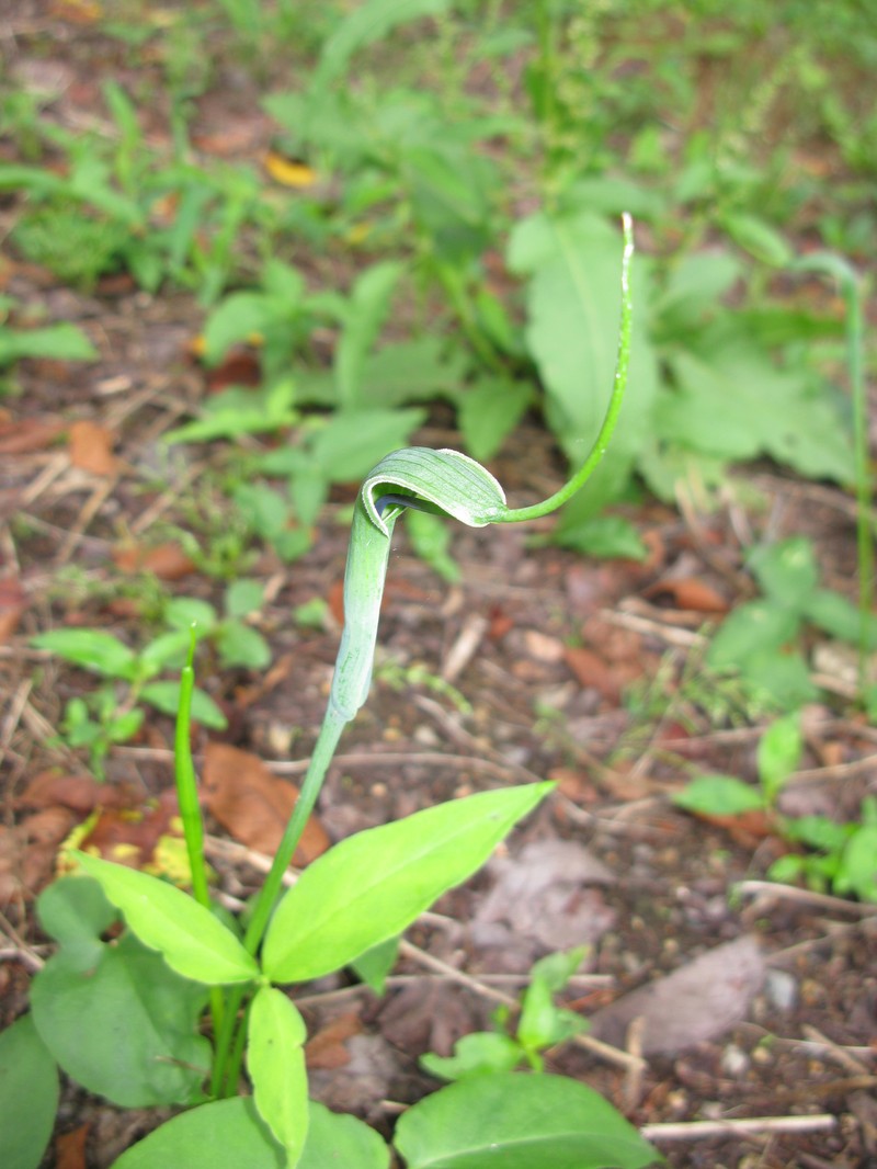 Crowdipper photo 3