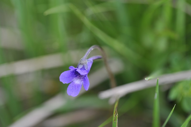 Pinguicula × scullyi