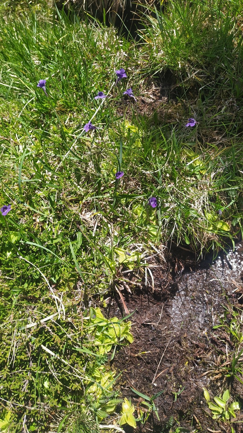 Pinguicula × scullyi photo 2