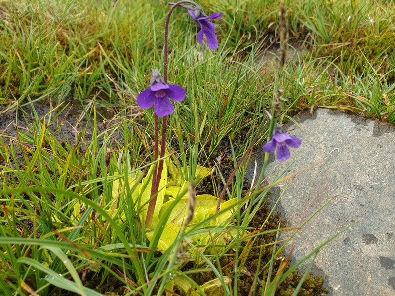 Pinguicula × scullyi photo 4