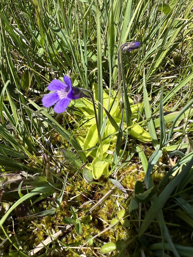 Pinguicula × scullyi nothosubsp. gresivaudanica