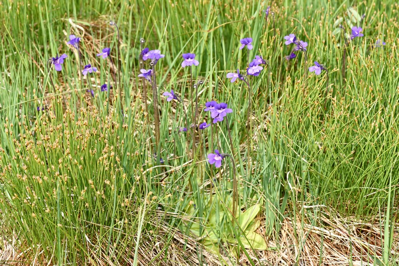 Pinguicula × scullyi nothosubsp. gresivaudanica photo 2
