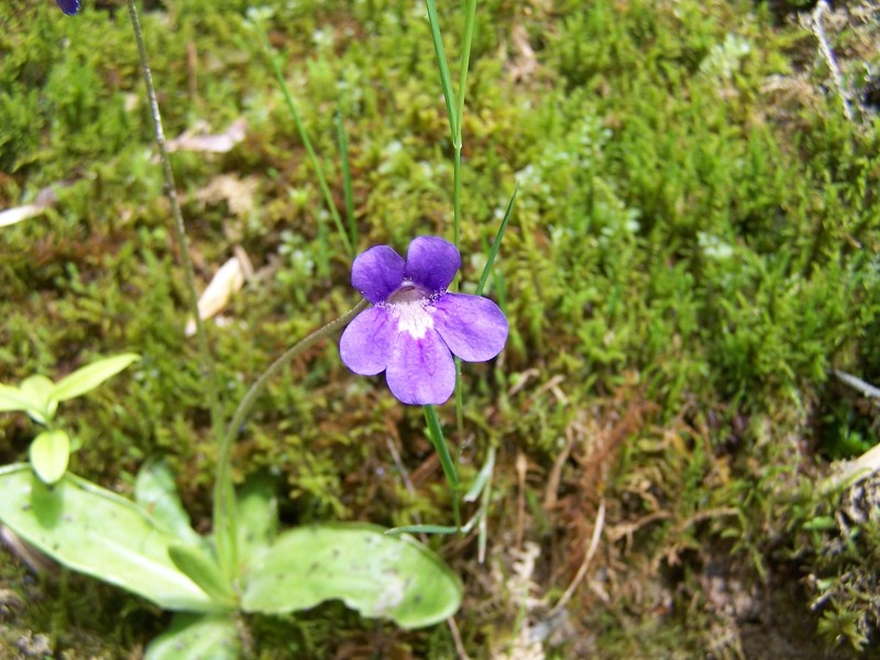 Pinguicula × scullyi nothosubsp. gresivaudanica photo 3
