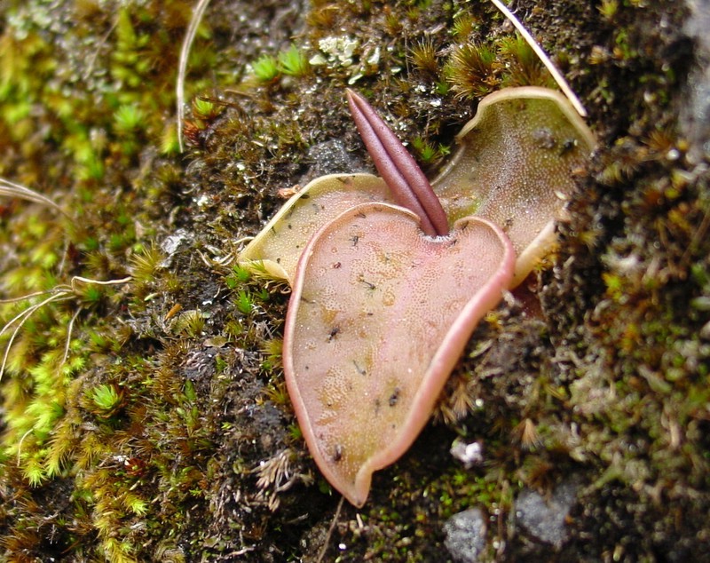 Pinguicula acuminata