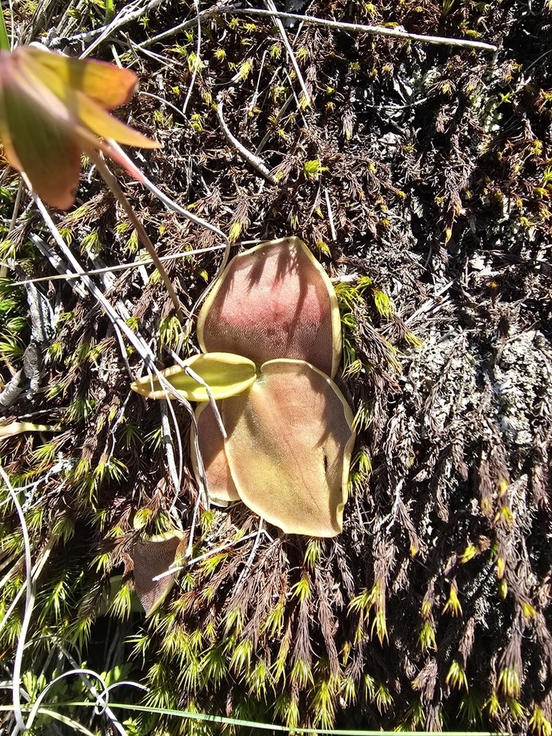 Pinguicula acuminata photo 3