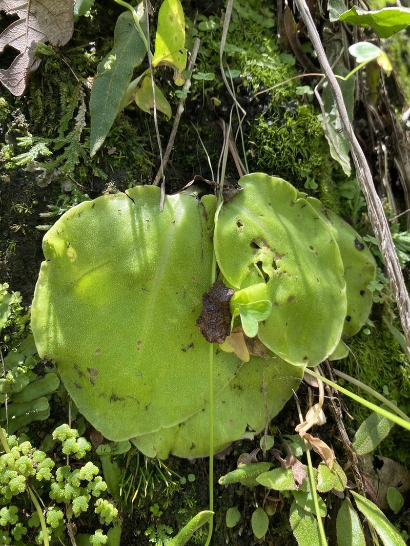 Pinguicula acuminata photo 5