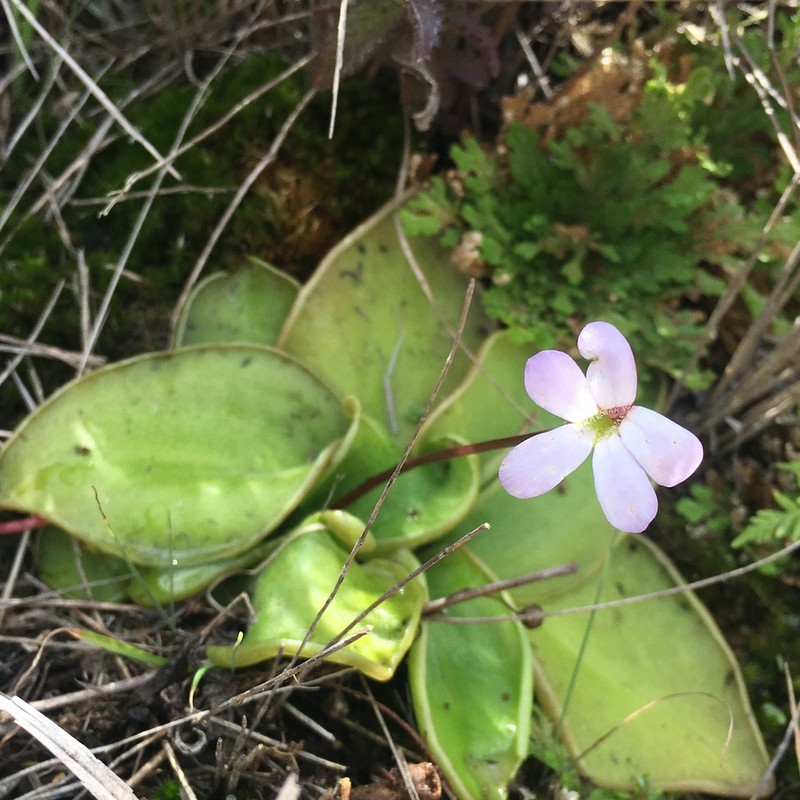 Pinguicula acuminata photo 6