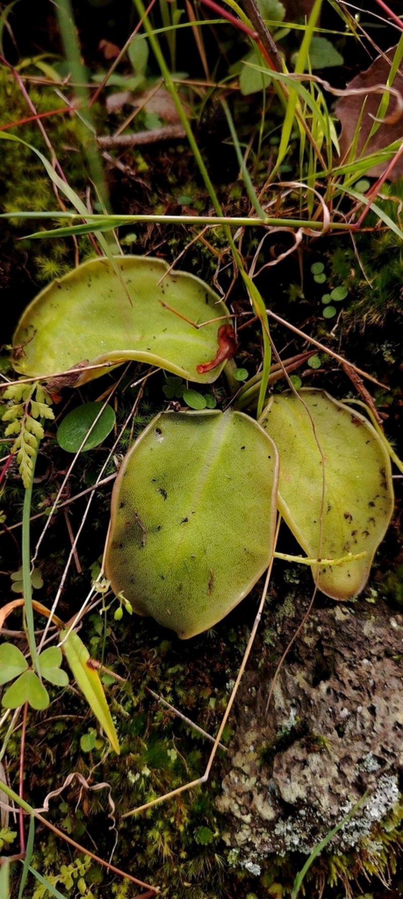 Pinguicula acuminata photo 7
