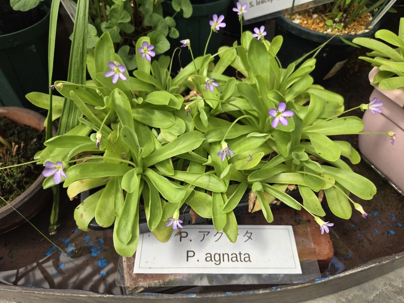 Pinguicula agnata photo 2
