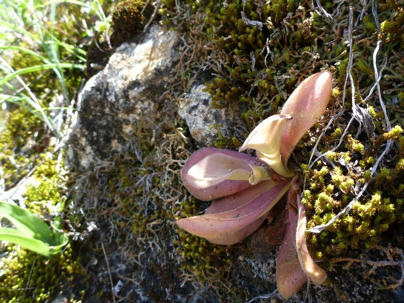 Pinguicula agnata photo 3