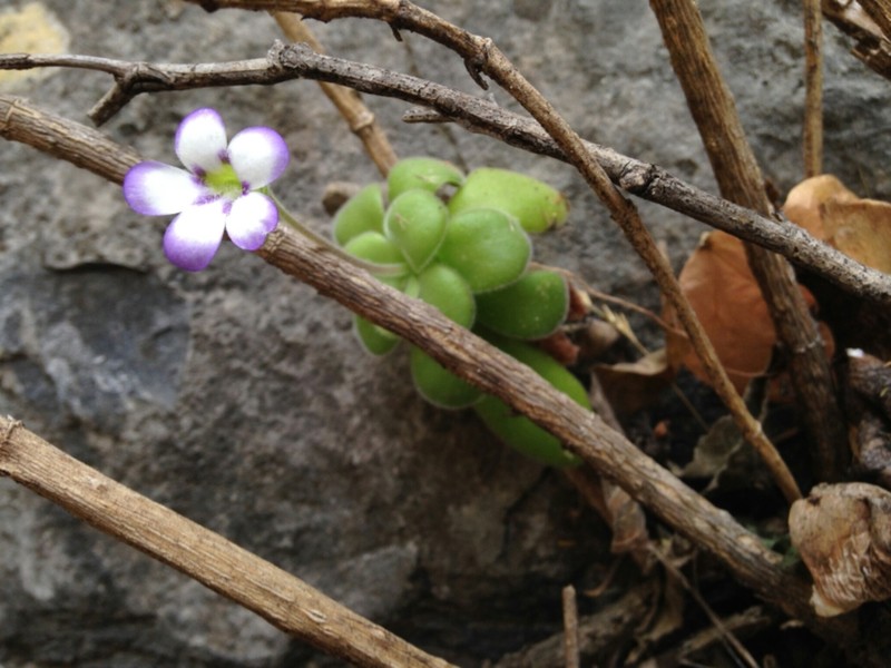 Pinguicula agnata photo 4