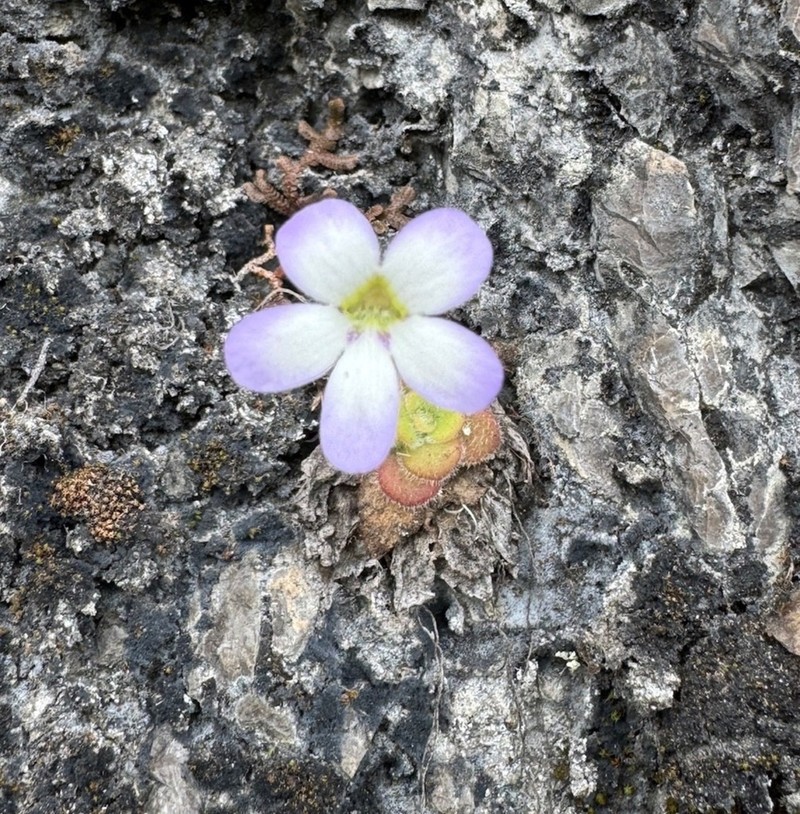 Pinguicula agnata photo 5