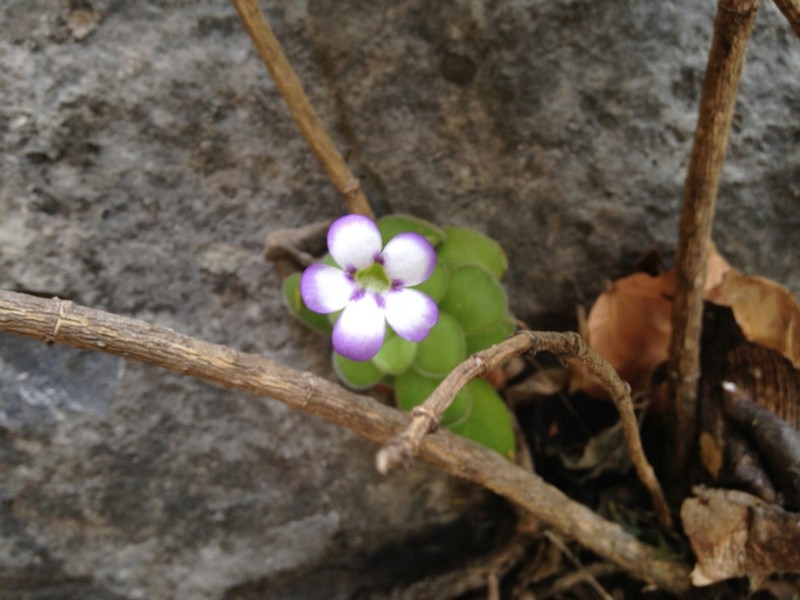 Pinguicula agnata photo 6