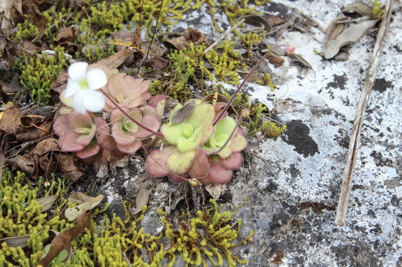 Pinguicula agnata photo 7