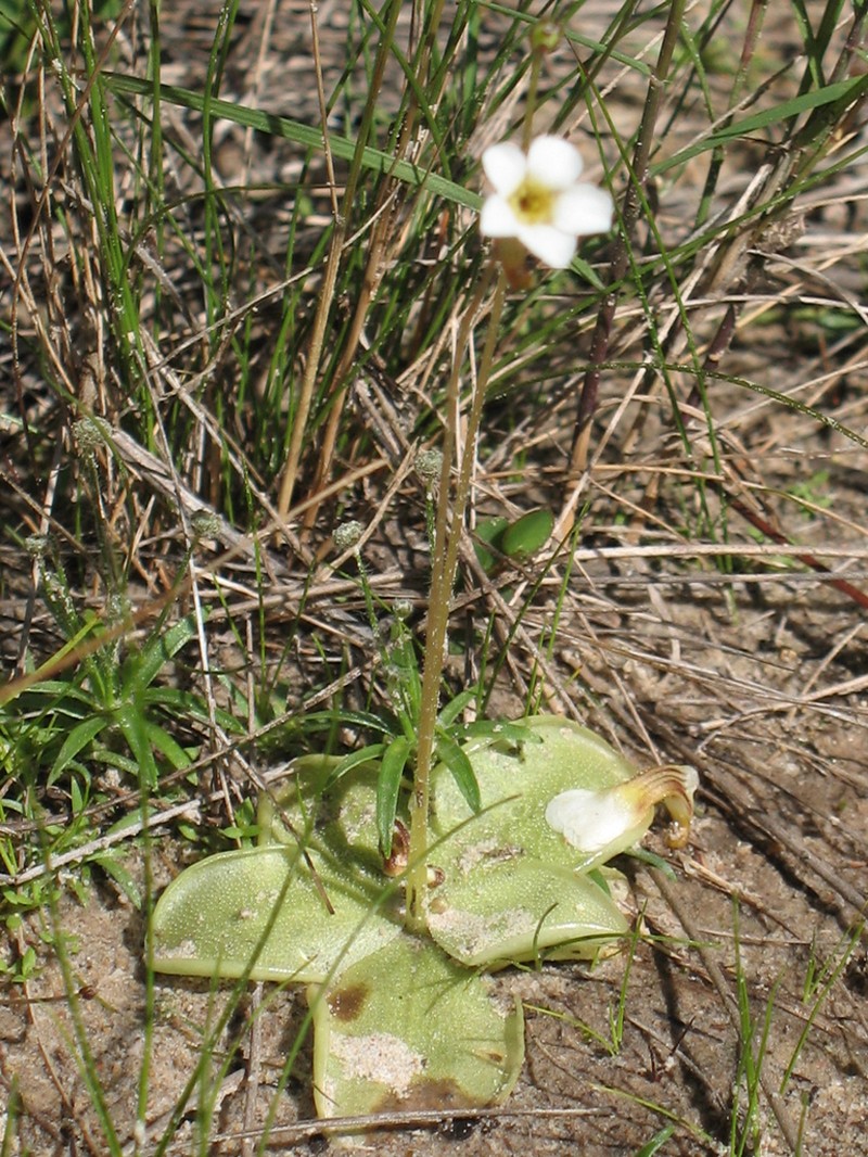 Pinguicula albida