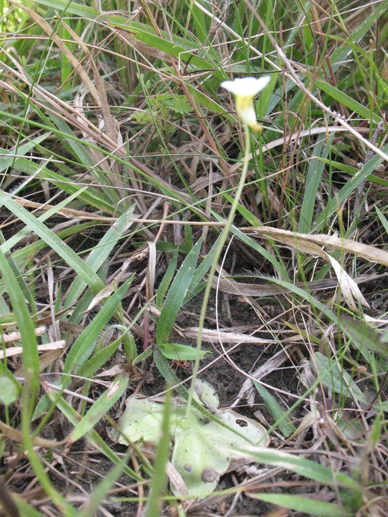 Pinguicula albida photo 2
