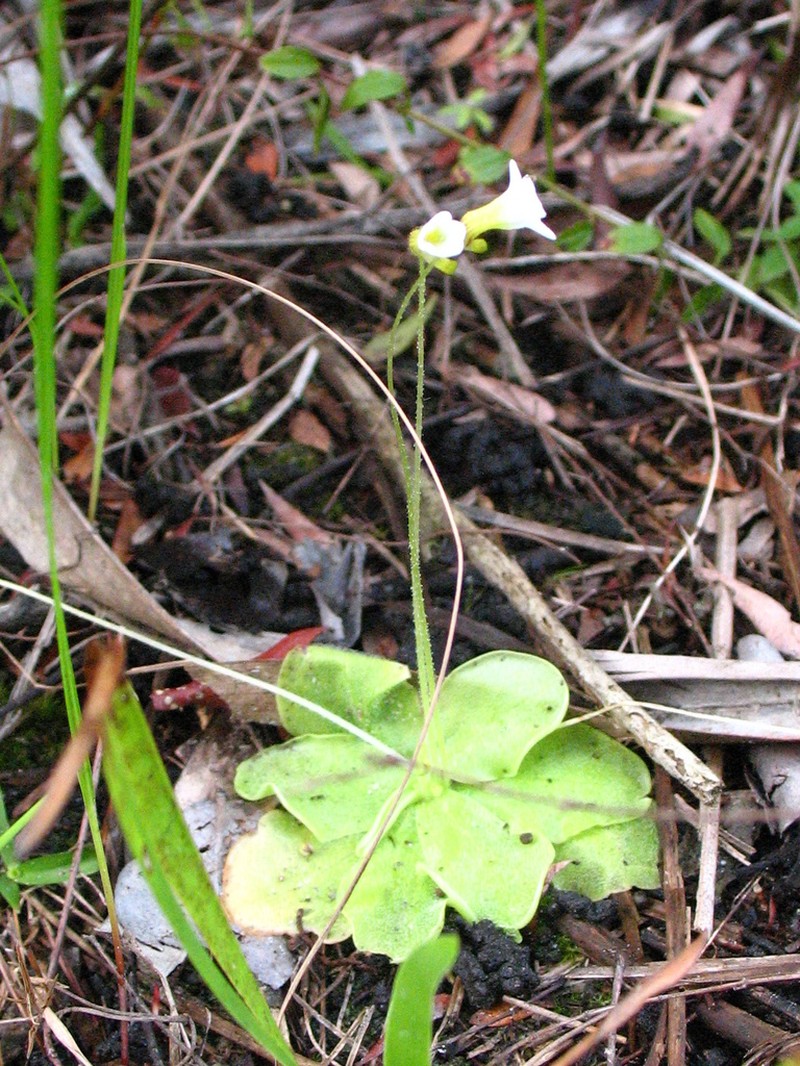 Pinguicula albida photo 3