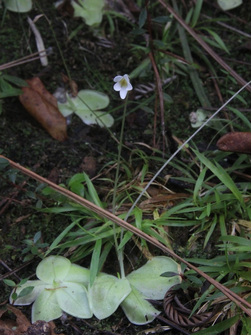 Pinguicula albida photo 4