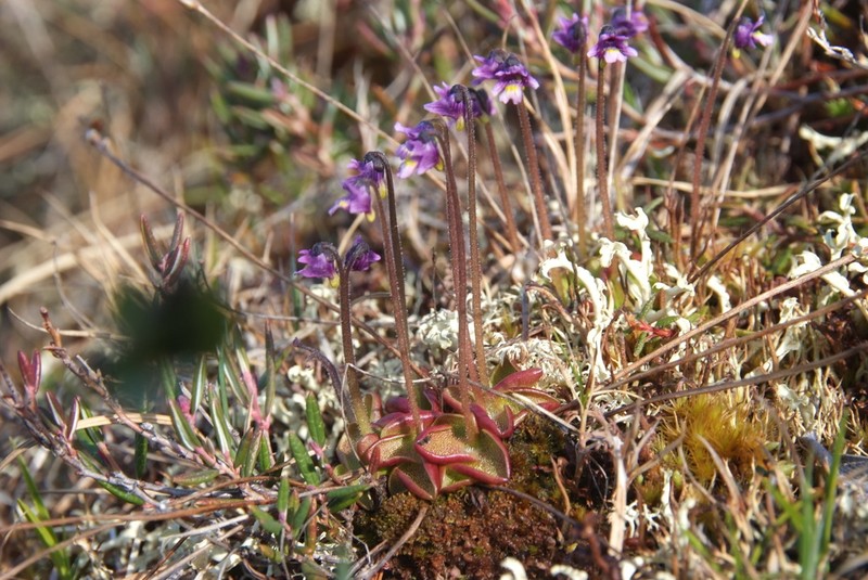 Pinguicula algida photo 2
