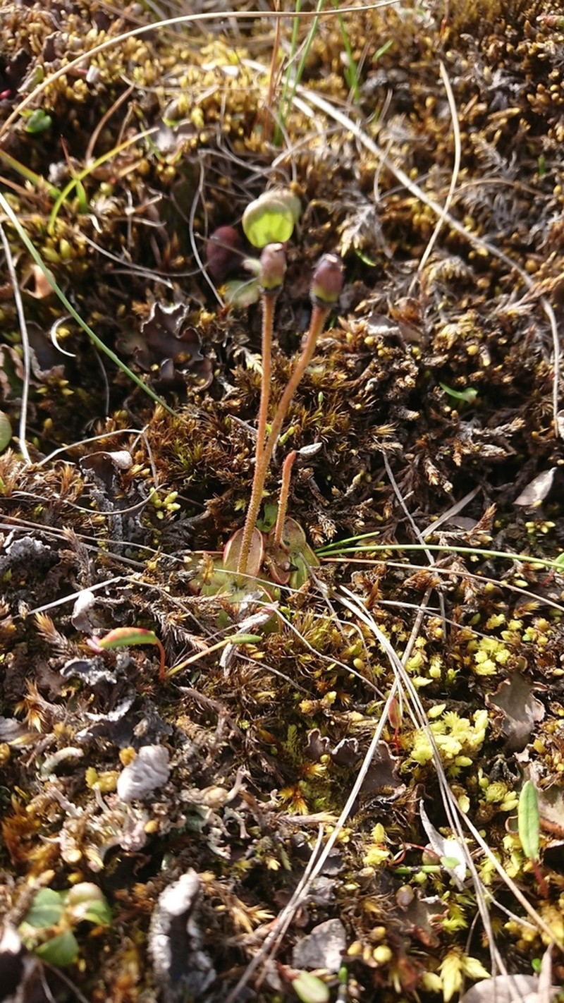 Pinguicula algida photo 3