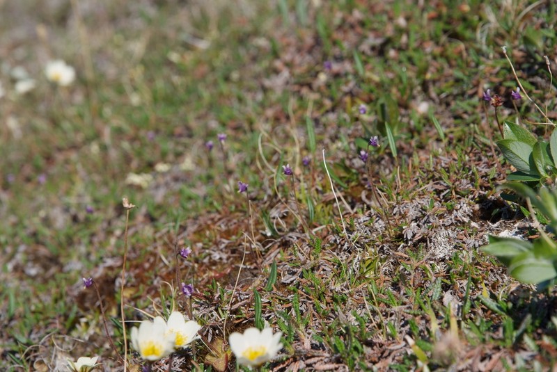 Pinguicula algida photo 4